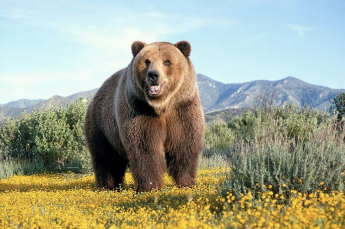 Brown bear