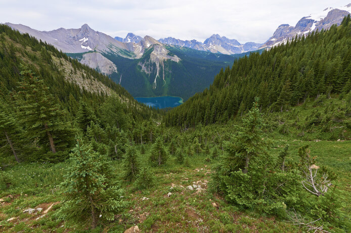 Dense coniferous forests on the slopes of the Pirin mountains