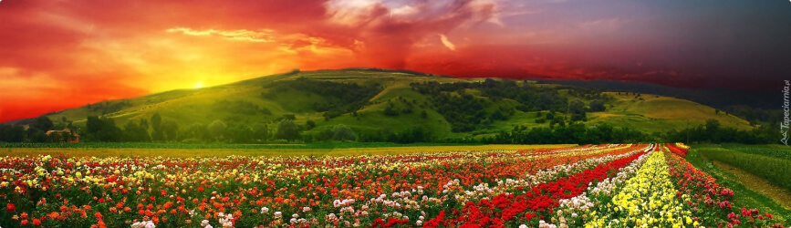 The Valley of Roses